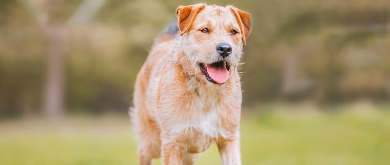 Border Terrier